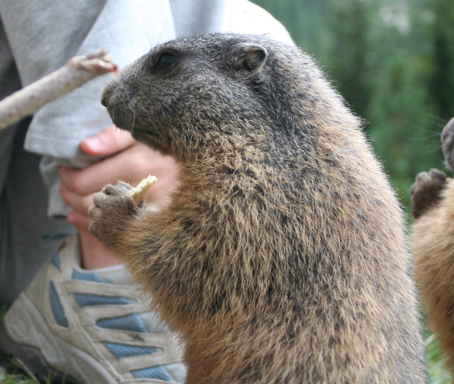 Marmotte - marmot